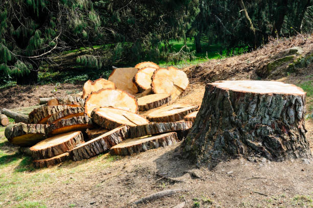 Reliable Blennerhassett, WV Tree Removal Services Solutions